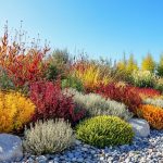 Shrubs for Xeriscaping