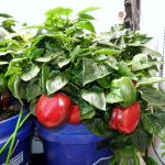 Small Space Vegetable Gardening