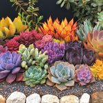 Succulents for Xeriscaping