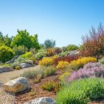 How Xeriscaping Reduces Water Usage