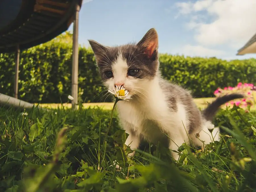 What is What is Backyard Urban Gardening? kitten smelling a flower