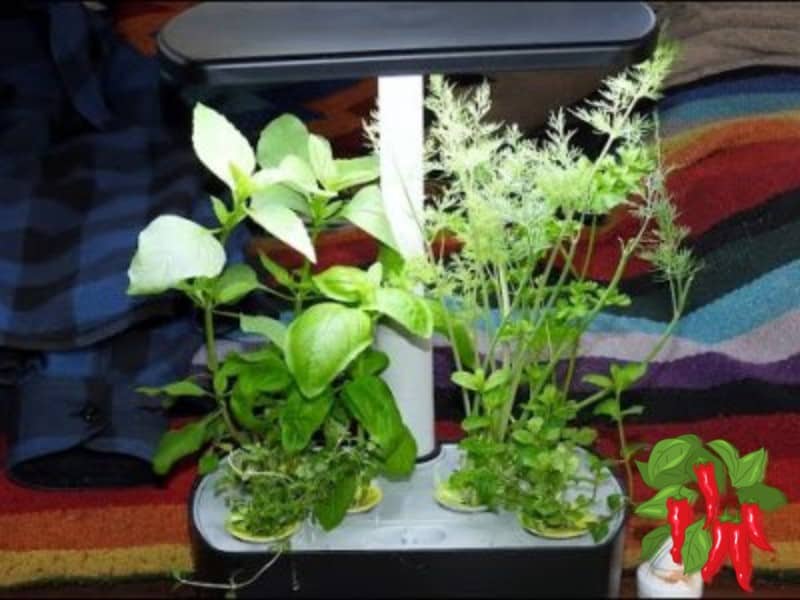 Herbs growing in an AeroGarden Harvest. Basil, dill, mint, parsley, thyme