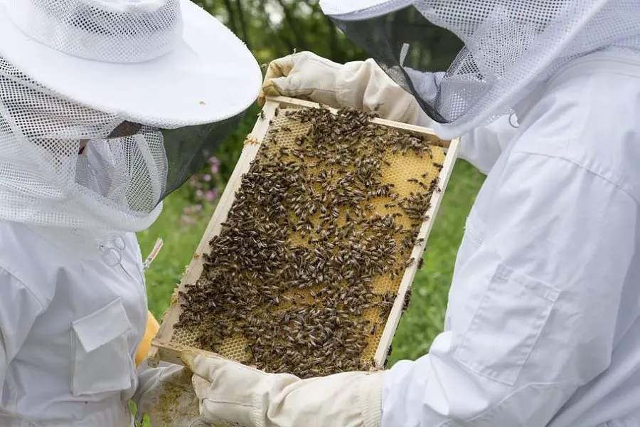 What is Urban Beekeeping
