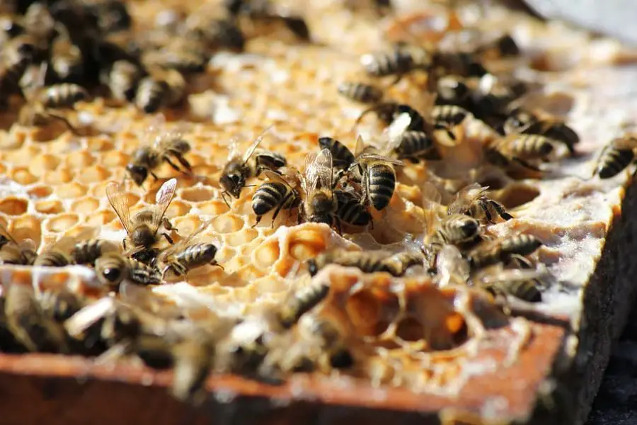 The Practice of Urban Beekeeping