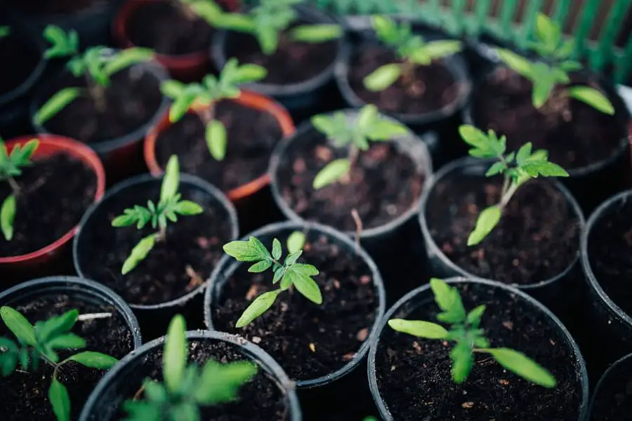 Urban Gardening Advantages - Tomato seedlings