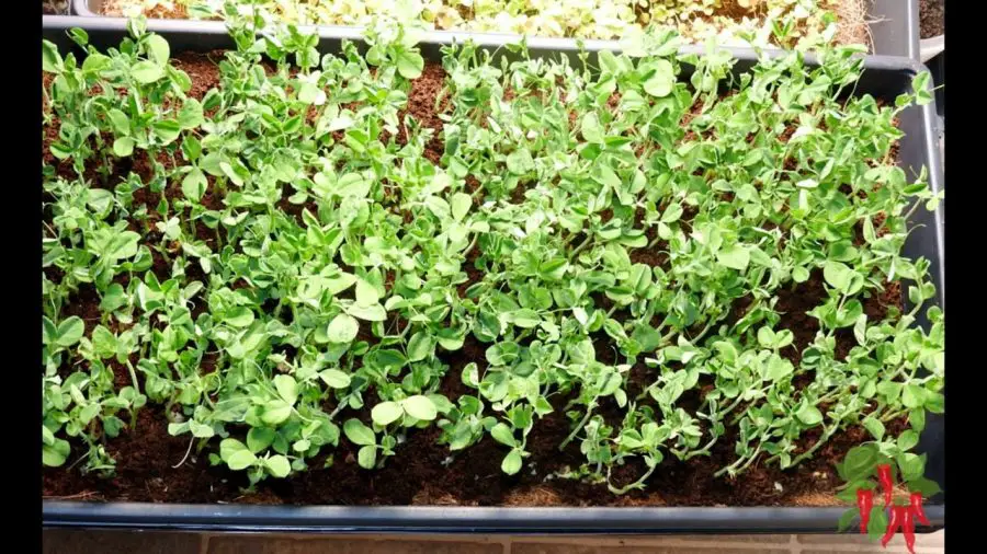 Growing Microgreens - A tray of pea shoot microgreens