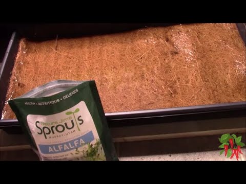 How To Grow Microgreens In Trays