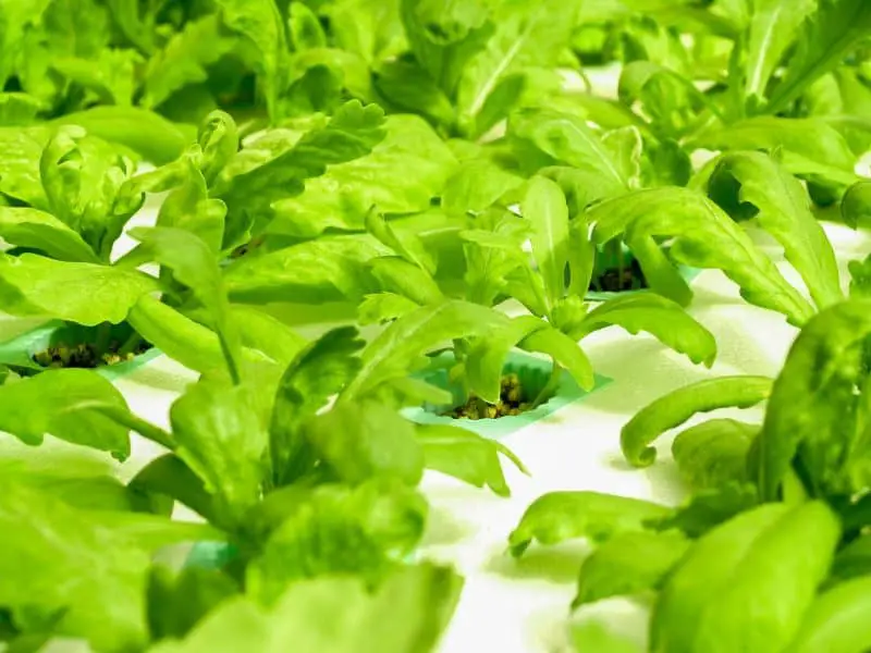 Hydroponic Growing Systems A Beginners Guide