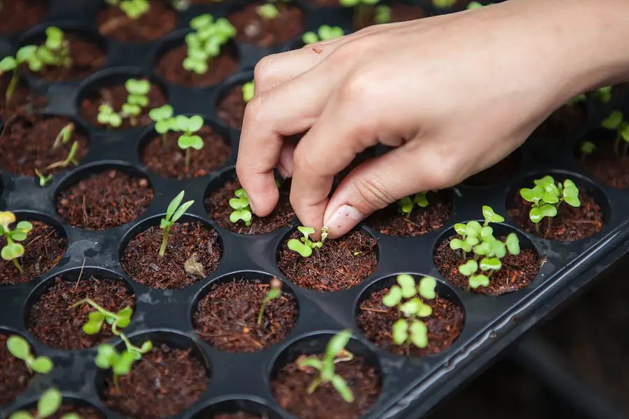 Growing Vegetables - Starting Young Seedlings