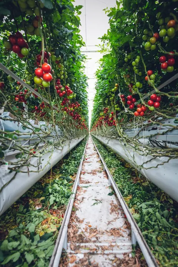 Preserving Green Spaces - Urban tomato crop