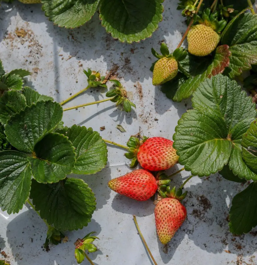 strawberries ripening