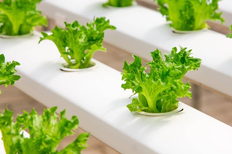 What Is Needed For Hydroponic Gardening