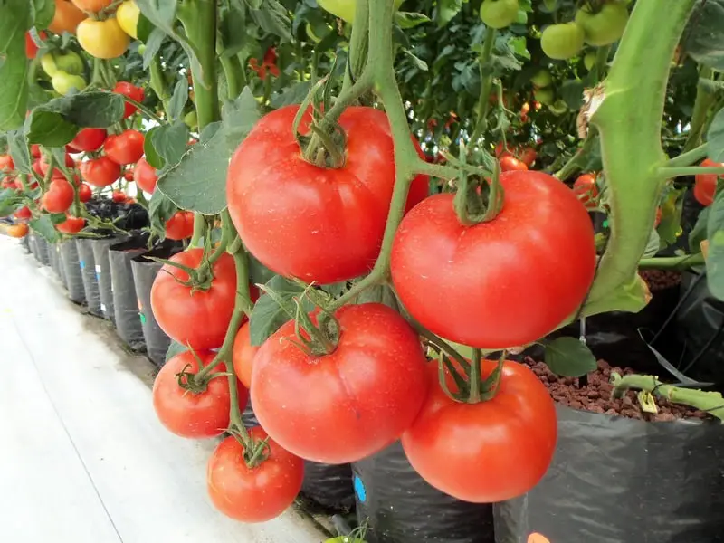 Economic Benefits of Urban Agriculture -What Vegetables Can You Grow In A Hydroponic Garden?