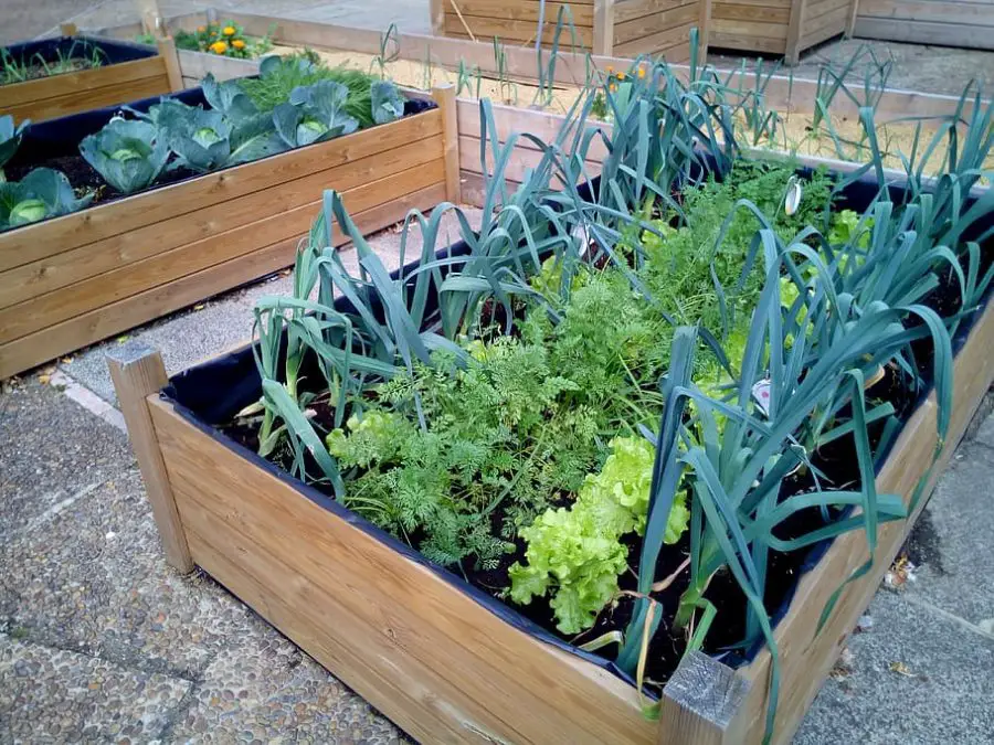 Balcony Vegetable Gardening - Urban Balcony Gardening 