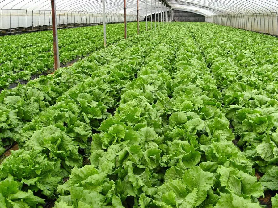 greenhouse lettuce crop