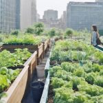 Overcoming Urban Gardening Challenges