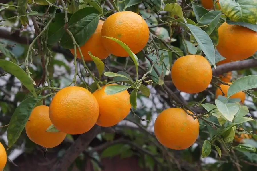 oranges hanging on a tree