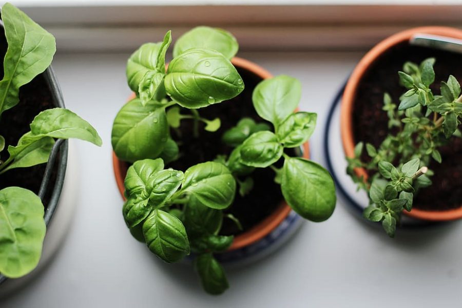 Why Should You Grow Herbs in Containers