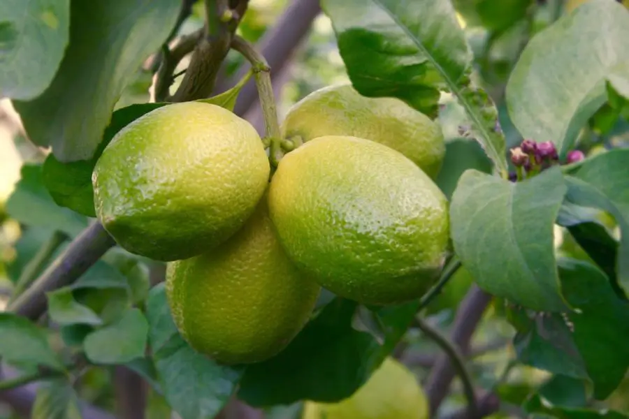 ripening citrus