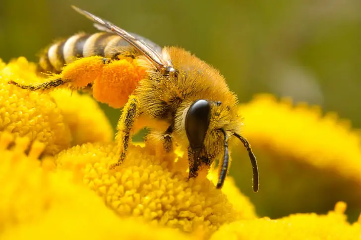  Urban Beekeeping bee on flower